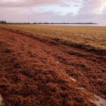 Are there any possible uses for Sargassum Seaweed?