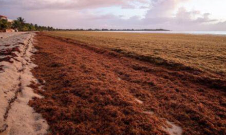 Are there any possible uses for Sargassum Seaweed?