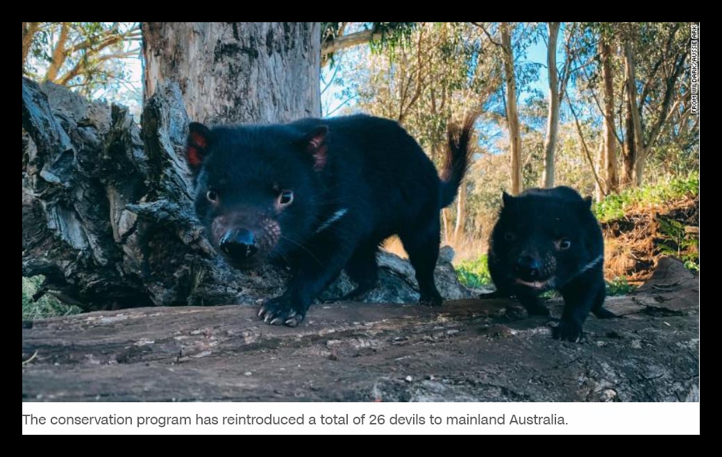 Tasmanian Devils Return